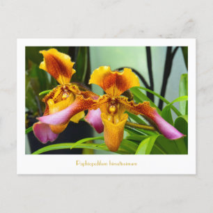 Slipper Orchid Paphiopedilum hirsutissimum Postcard