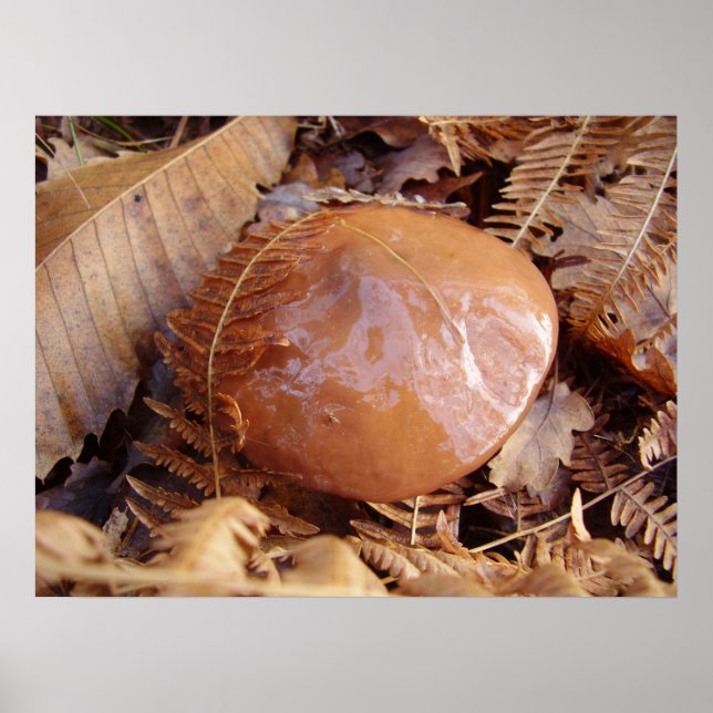 Slippery Jack Mushroom Poster (Front)