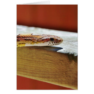 Slithering Red Corn Snake