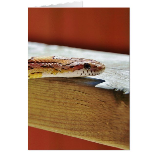 Slithering Red Corn Snake (Front)