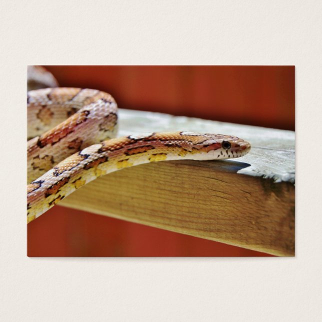 Slithering Red Corn Snake (Front)