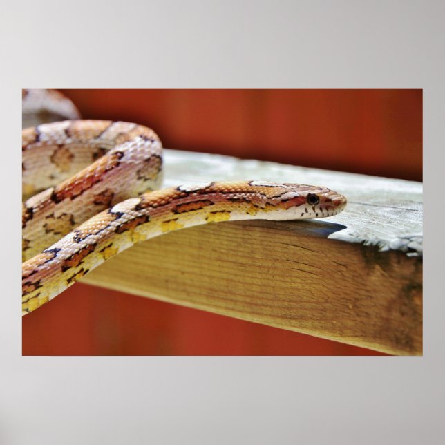 Slithering Red Corn Snake Poster (Front)