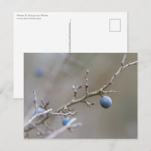 Sloe Berries Nature Photo Postcard