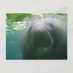 Sloppy Manatee Postcard