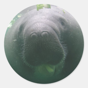 Sloppy Manatee round stickers