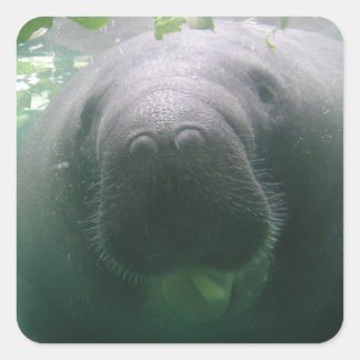 Sloppy Manatee square stickers