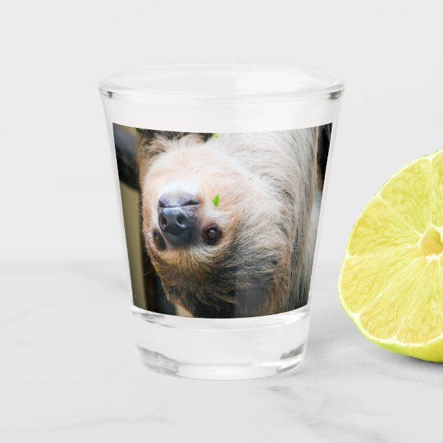 Sloth 001 shot glass (Front)