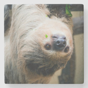 Sloth 005 stone coaster