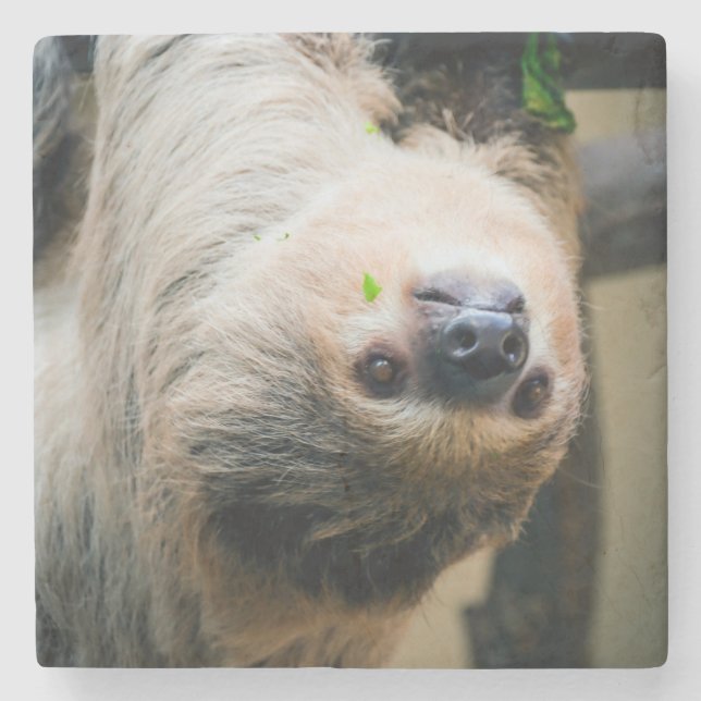 Sloth 005 stone coaster (Front)