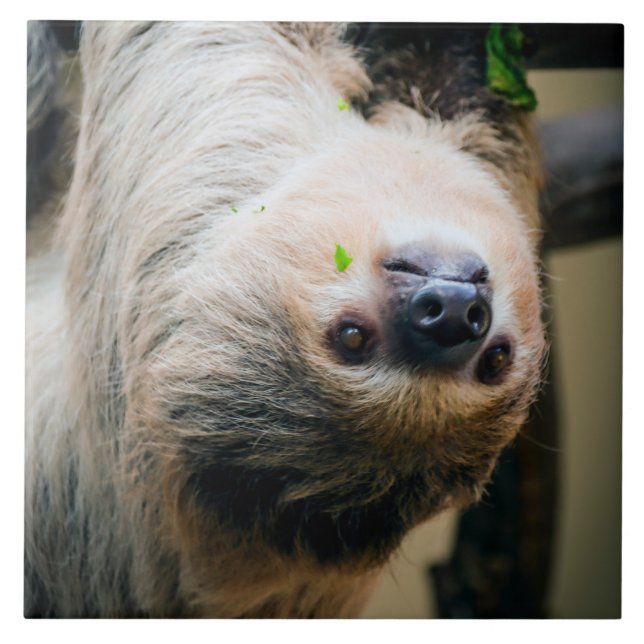 Sloth 005 tile (Front)