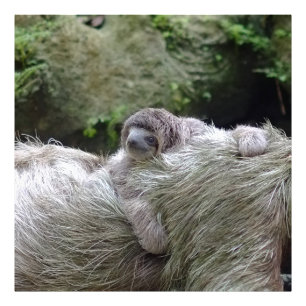Sloth_20171104_by_JAMFoto Photo Print