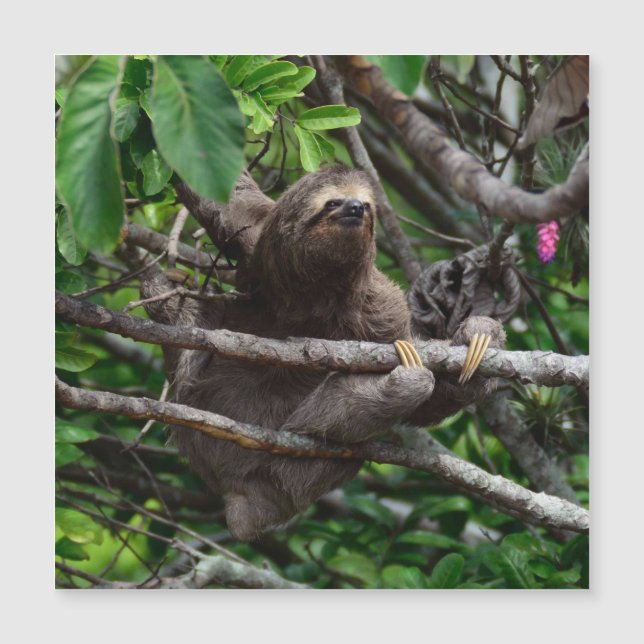 Sloth_20171106_by_JAMFoto (Front)