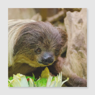 Sloth_20171107_by_JAMFoto