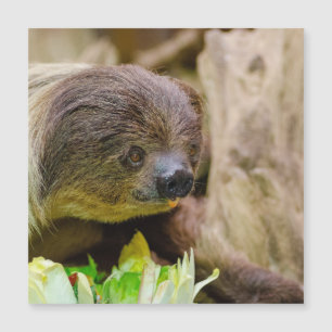 Sloth_20171108_by_JAMFoto