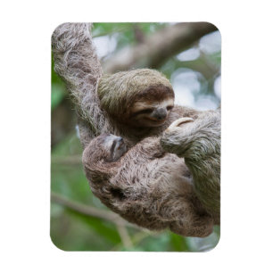Sloth Baby with Mother Hanging from a Tree Magnet