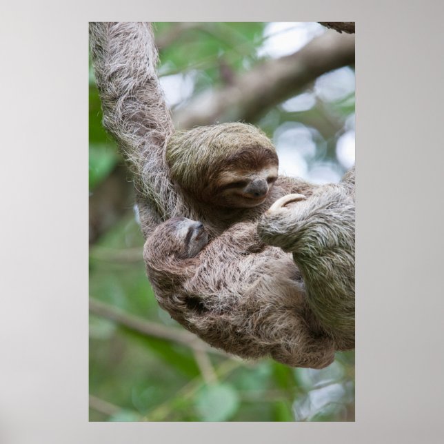 Sloth Baby with Mother Hanging from a Tree Poster (Front)