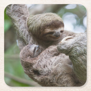 Sloth Baby with Mother Hanging from a Tree Square Paper Coaster