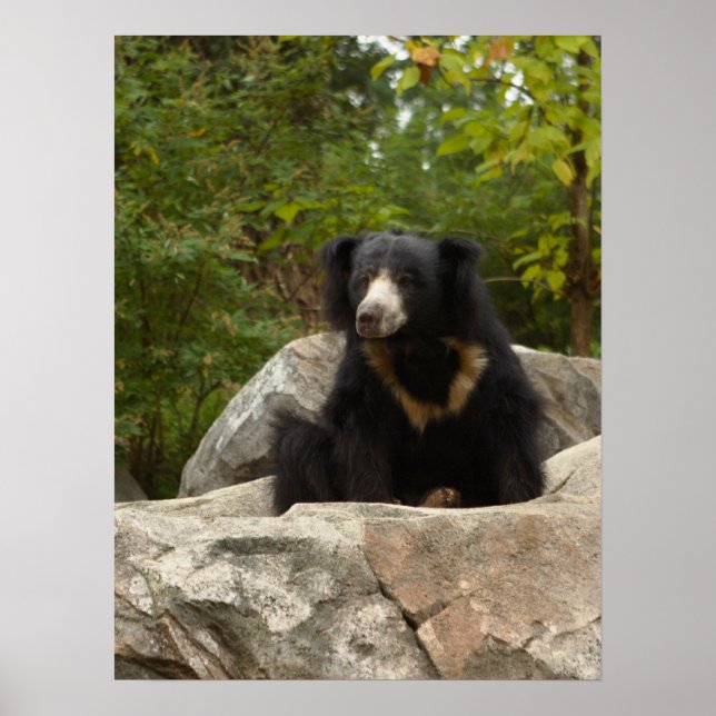 Sloth Bear Photo Poster (Front)