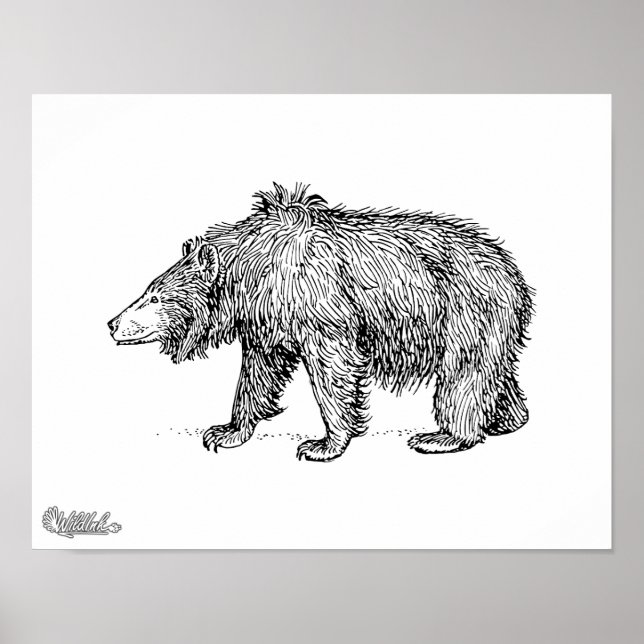 Sloth Bear Poster (Front)