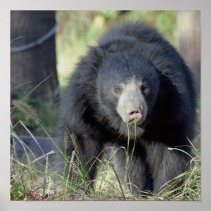 Sloth Bear Poster