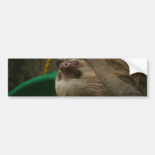 Sloth Bumper Sticker (Front)