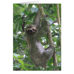 Sloth Card