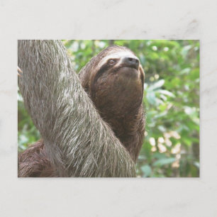 Sloth Climbing Postcard