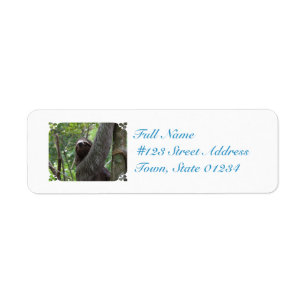 Sloth Climbing Tree