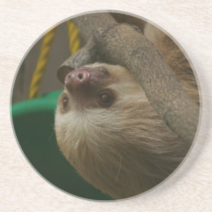 Sloth Coaster