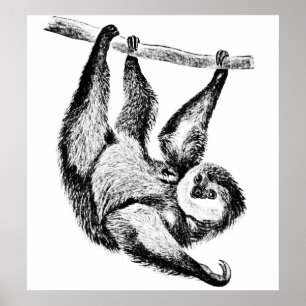 Sloth Drawing Illustration Poster
