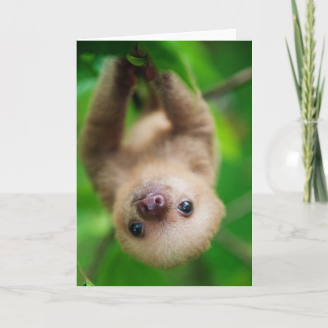Sloth Greeting Card (Front)