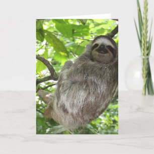 Sloth in Tree Greeting Cards