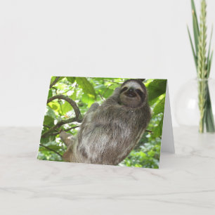 Sloth in Tree Greeting Cards