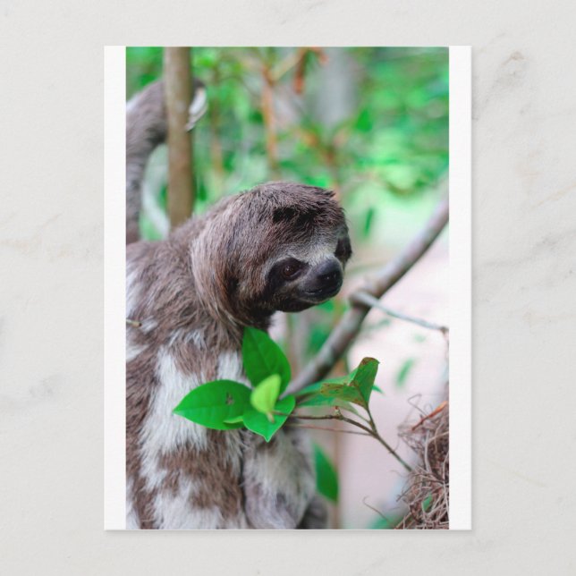 Sloth in tree Nicaragua Postcard (Front)