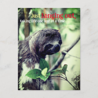 Sloth in tree photo postcard