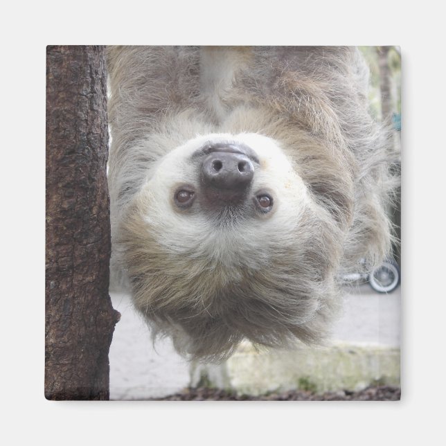 Sloth Magnet (Front)