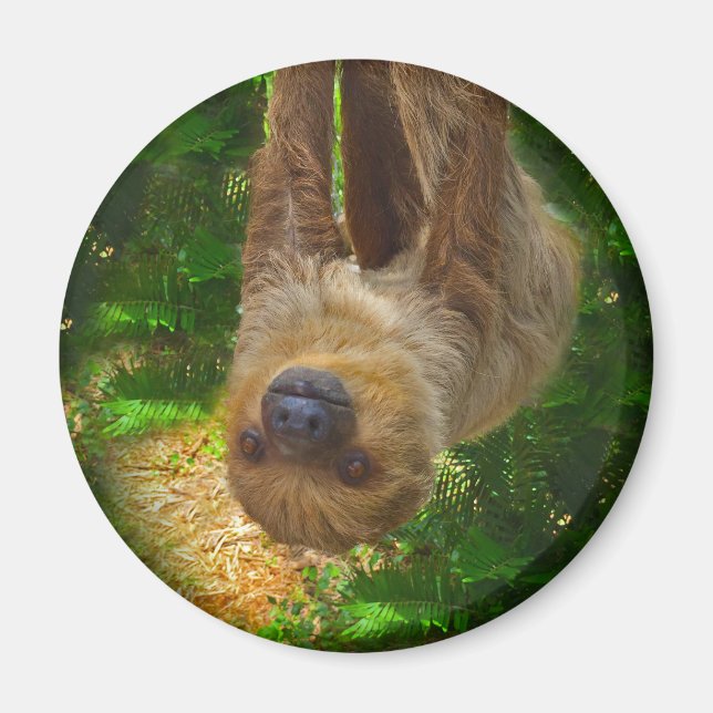Sloth Magnet (Front)