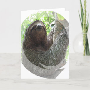 Sloth Photo Design Greeting Card