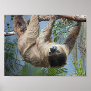 Sloth Photo Poster