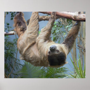 Sloth Photo Poster