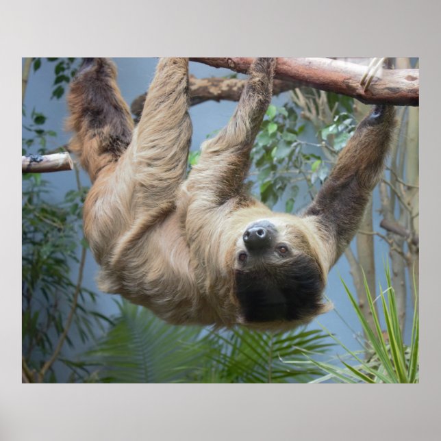 Sloth Photo Poster (Front)
