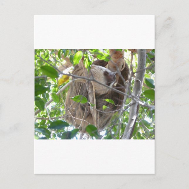 sloth postcard (Front)