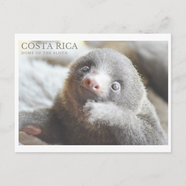 Sloth postcard  Costa Rica souvenir  (Front)