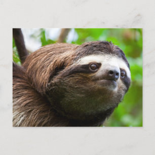 Sloth profile  Holiday Postcard