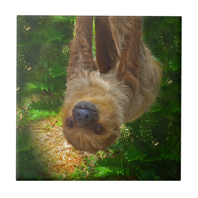 Sloth Rainforest Gifts Tile (Front)