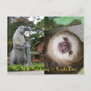 Sloth Sanctuary Postcard