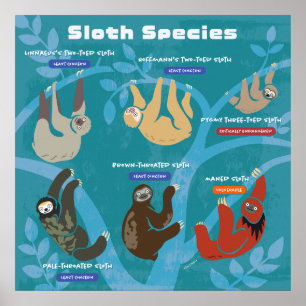 Sloth Species Art Poster