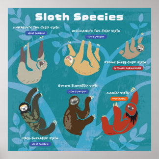 Sloth Species Art Poster