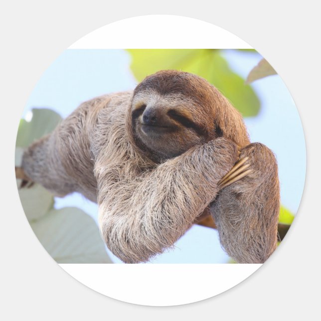 Sloth sticker (Front)