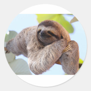 Sloth sticker